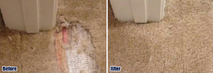 Pet Damaged Carpet Repair in Boca