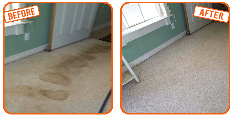 Pet Stain Removal in Oakland Park